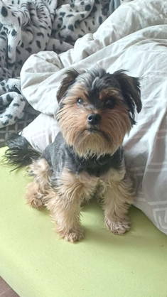 my dog 'Rodos' :D